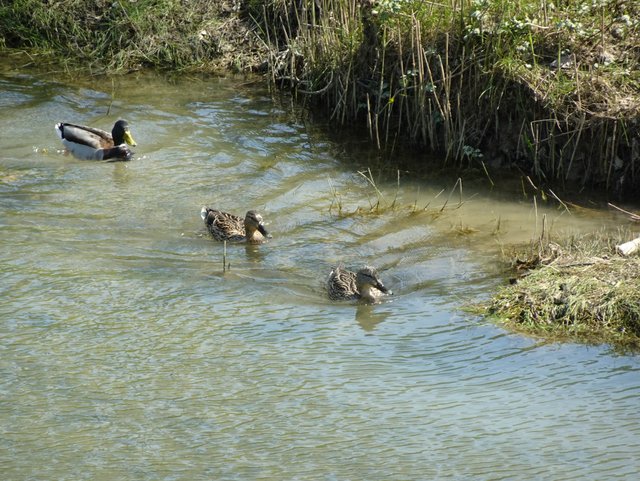 DSC00510.JPG